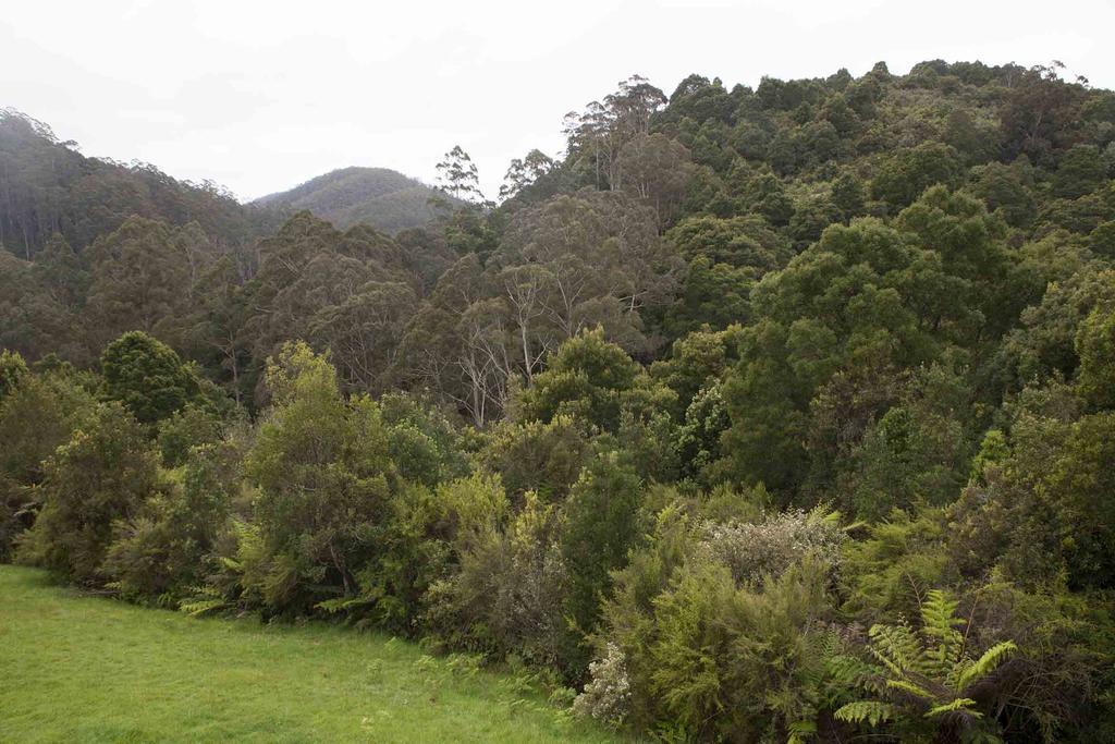 Tall Trees Eco Retreat - Blackwood Cottage Apollo Bay Buitenkant foto