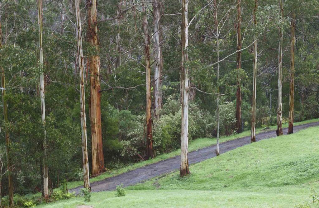 Tall Trees Eco Retreat - Blackwood Cottage Apollo Bay Buitenkant foto