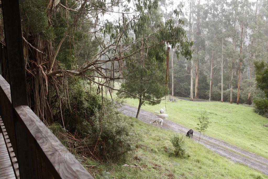 Tall Trees Eco Retreat - Blackwood Cottage Apollo Bay Buitenkant foto