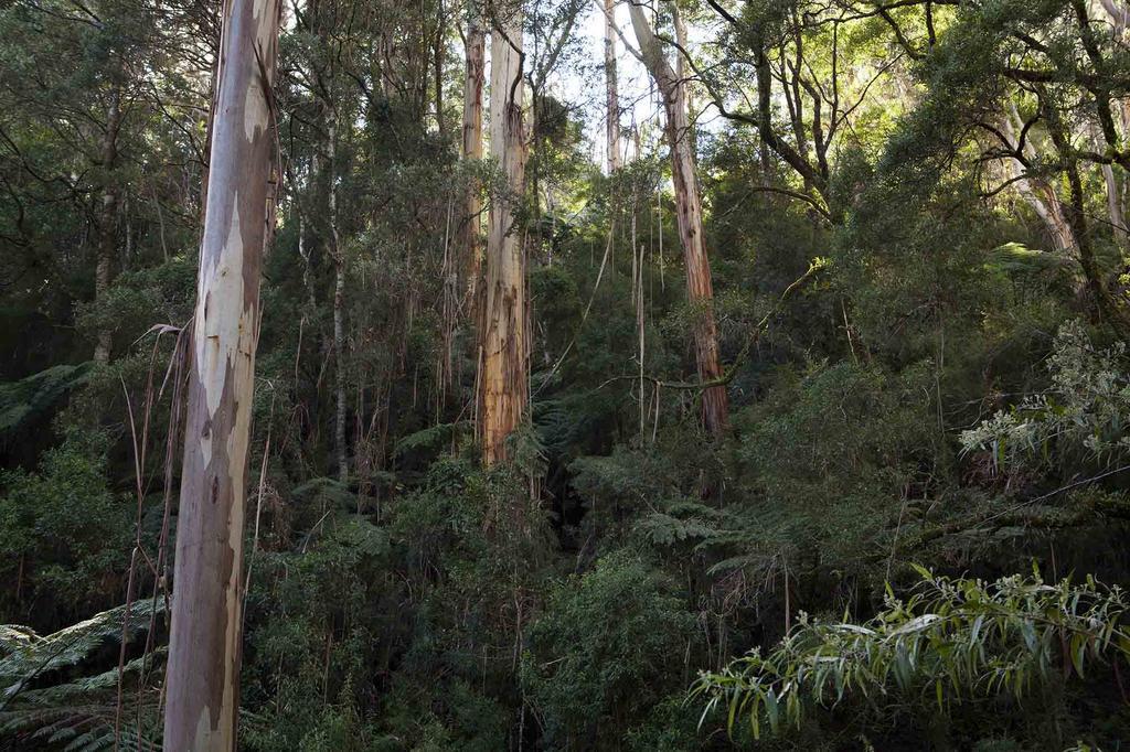 Tall Trees Eco Retreat - Blackwood Cottage Apollo Bay Buitenkant foto